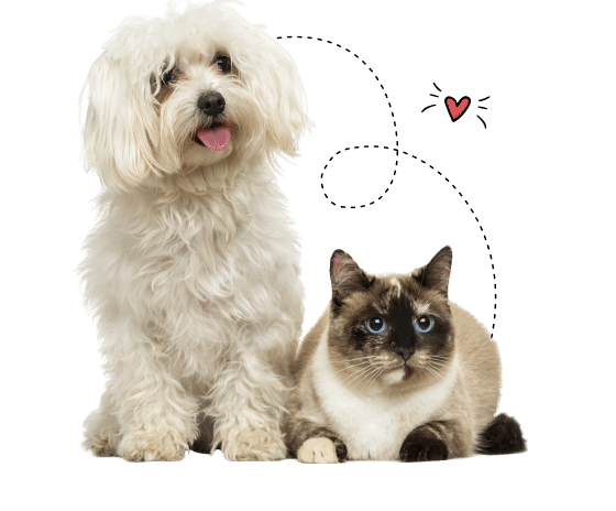 Austin Humane Society - Transparent Dog & Cat
